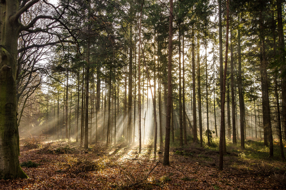 À la Découverte des Secrets Oubliés : L'Odyssée de la Découverte Naturelle